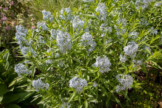 Amsonia tabernaemontana or bluestar flowering plant