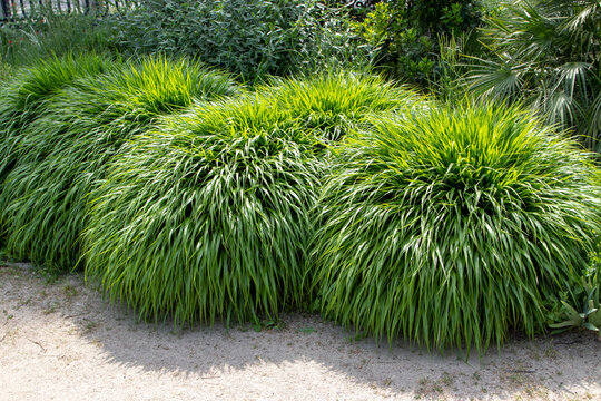 Japanese forest grass or hakonechloa macra clump forming plants