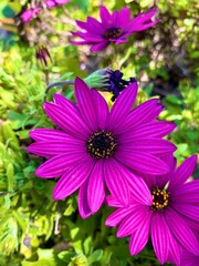 Fiore viola