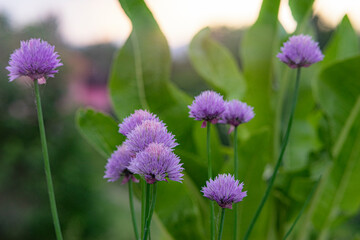 blue flower in the garden, shallow focus, late afternoon, clear skies