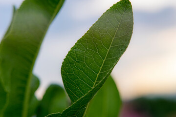 horseradish leaves, close-up, sunny day, daylight