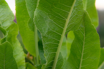 horseradish leaves, close-up, sunny day, daylight