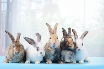 group of fluffy bunny,young adorable rabbits lying on blue floor