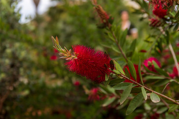 Red flower of Callistemon shrub in the foreground.