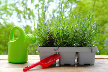 plastic container for seedlings for transplanting with young plants of garden lavender, Lavandula on terrace, young lavender plants, green watering can, gardening concept, summer gardener routine