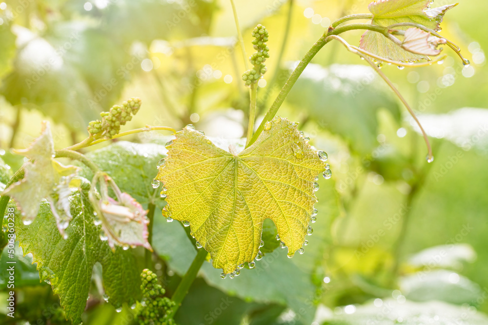 Poster The sun backlights new growth on grapevines