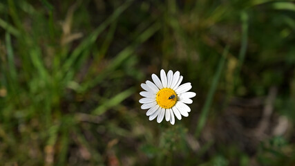 flower, kwiat, Sommer, lato , colori, macro, natura, łąka © Romek