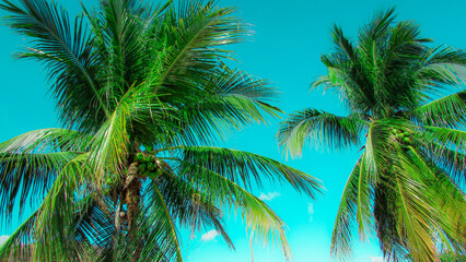 Fototapeta na wymiar coconut trees,coconut tree inthe nutstered dry vegetations,blue sky background