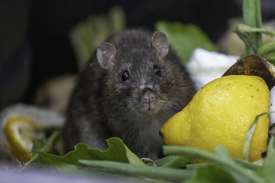 Rat in compost