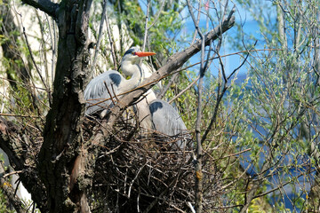 caring couple gray heron, Ardea cinerea, building nest in tree, birds parents rearing offspring, animal breeding in wild, wildlife conservation, feathered family in natural environment
