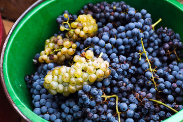 Fresh Harvested White and Red Vine grapes in a bucket Close up