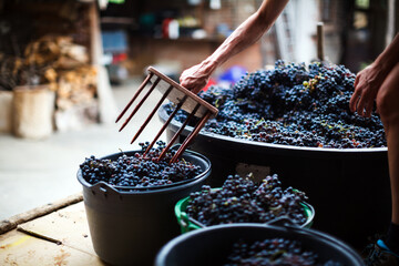 Woman Taking Red Fresh Harvested Vine Grapes with Old Countryside Vinegary Wooden Tool