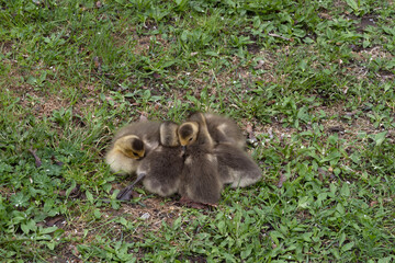 Nestled goose chicks
