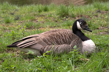 barnacle goose close-up