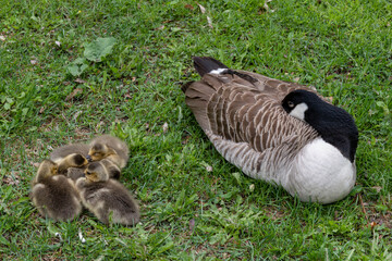 photo of Barnacle Goose with ducklings