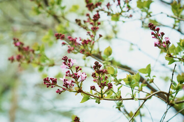 Lilac branch in spring. The flower buds are not open. Close up.