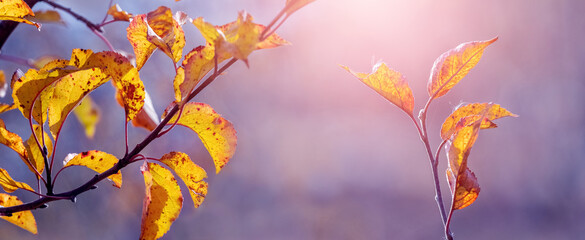 Autumn background with yellow and orange apple leaves on a blurred purple background in sunny weather. Autumn leaves