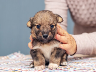 Woman holding a small brown puppy. Caring for animals