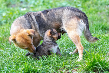 A small puppy is playing next to his mother in a garden on the grass