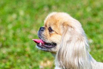 Small shaggy dog breed Pekingese on a leash in the park during a walk, portrait of a dog close up