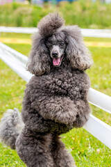 Gray shaggy poodle close up standing on hind legs in the park while walking, trained dog