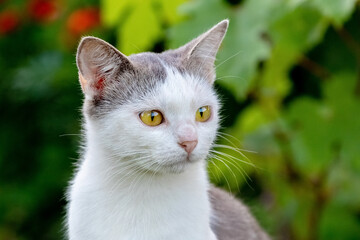 Naklejka na ściany i meble White spotted cat with a close look in the garden on a blurred background. Portrait of a cat
