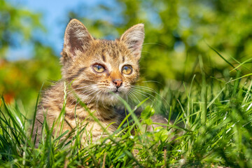 Naklejka na ściany i meble Little striped cat in the garden sitting in the green grass on a sunny day