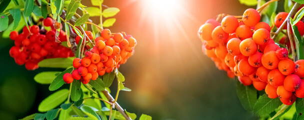 Red rowan berries on a tree close up in the sun