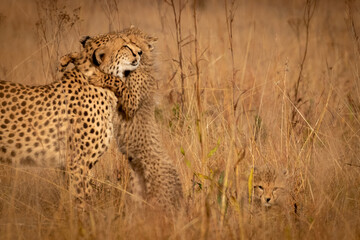Cheetah mother and cub in the savannah