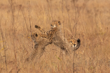 Cheetah cubs playing