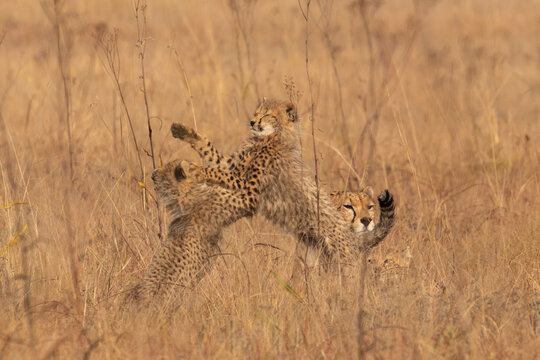 Cheetah Cubs Playing