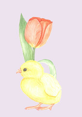 easter card. watercolor hand painted chicken and tulip