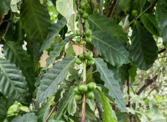 Green coffee fruits on a branch of a coffee tree on a plantation. How coffee grows. The harvest of coffee beans.