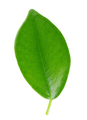 Fototapeta premium Green leaf isolated on white background. Top view.