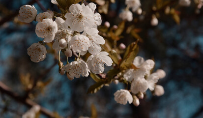 apple tree in spring