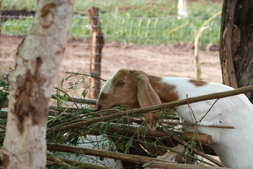 Obraz premium Goats are eating and living together.