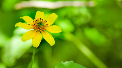 beautiful yellow wildflowers found in the dry climate of Brazil