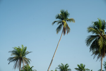 Fototapeta premium Palm trees in Africa