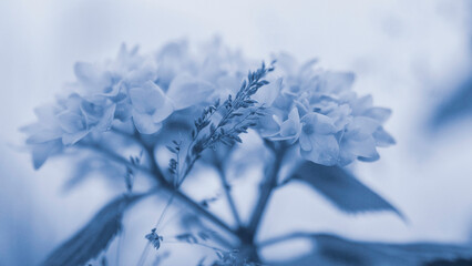 frost on branches