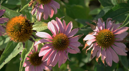 pink flower in summer