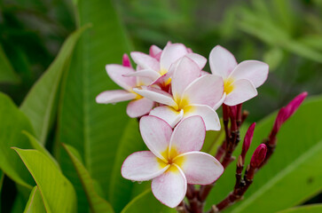 Pink and white frangipani flowers are blooming.