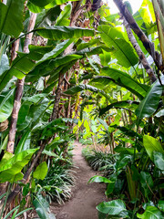 Obraz premium Tropical forest with banana trees, tourist path through the jungle. Rainforest. Canary Islands. Tenerife.