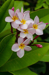 Fototapeta premium Pink and white frangipani flowers are blooming in the morning.