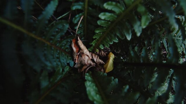 Fern, Polypodiopsida in the tropical forest. Camera moves along the leaves