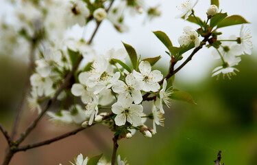 tree blossom