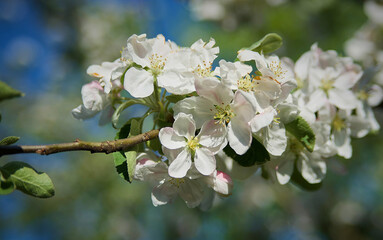 tree blossom