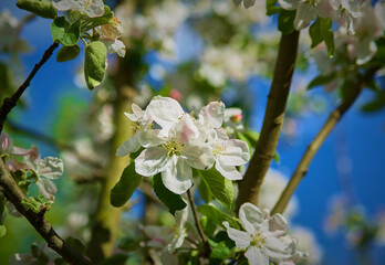 apple tree blossom