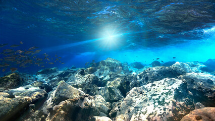Underwater photo of crystal clear blue reef with fish. From a scuba dive at the Canary islands.