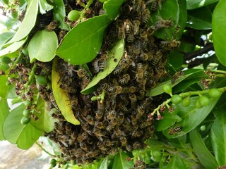 Escaped honey bees (Apidae family) follow the queen, and build a new nest. Garbsen, Germany,