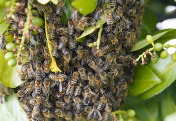 Escaped honey bees (Apidae family) follow the queen, and build a new nest. Garbsen, Germany,